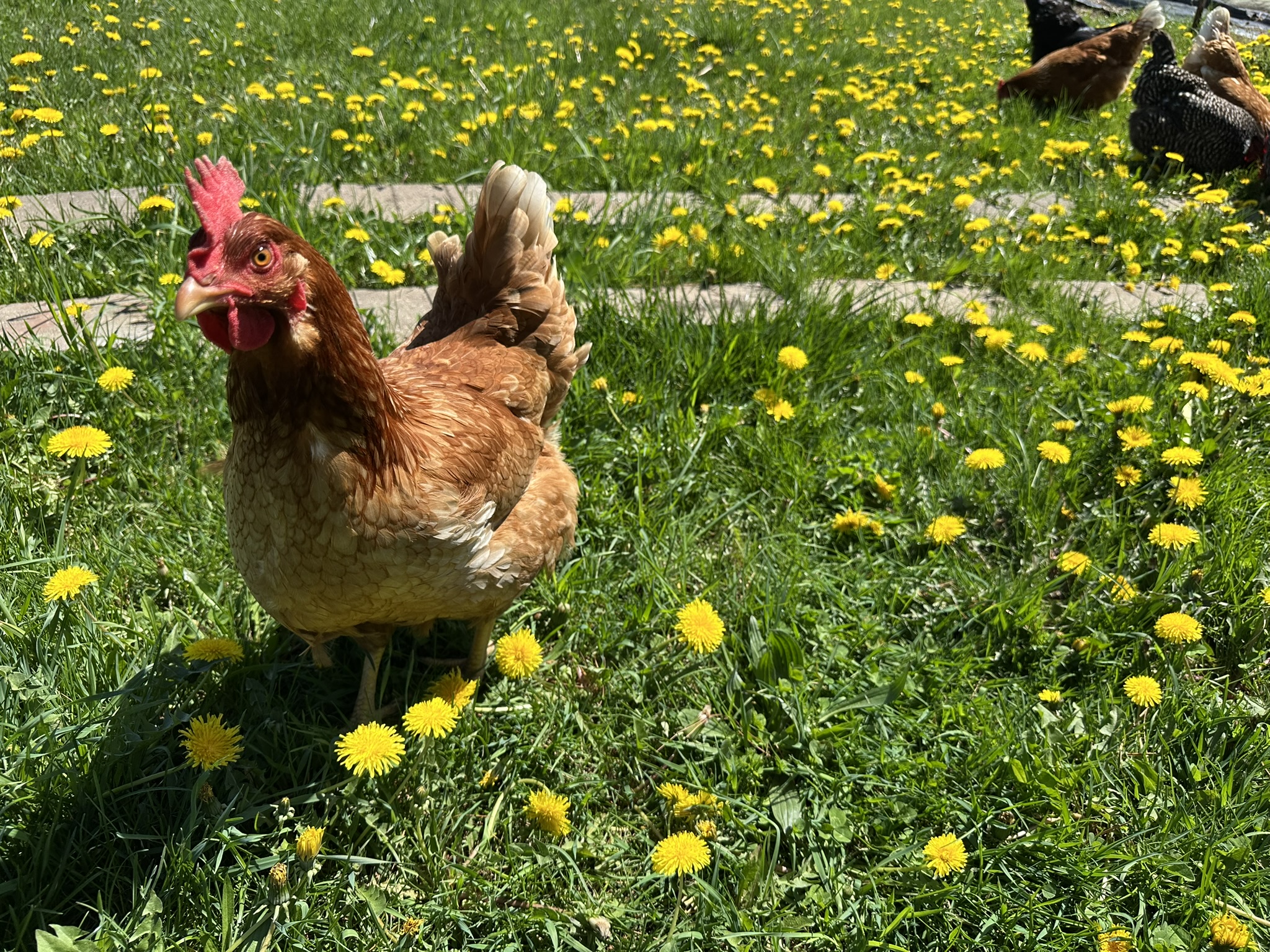 The Start of Something Real – Coop De’Tat