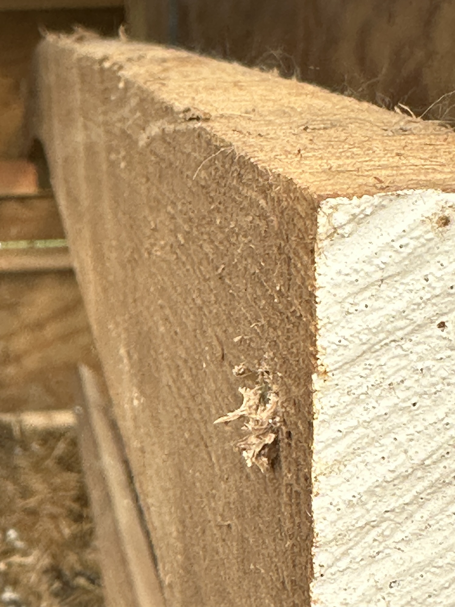 Chicken of the Trees – Coop De’Tat